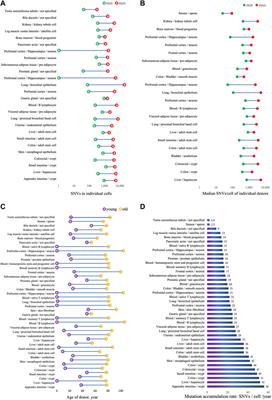 Age-related somatic mutation burden in human tissues